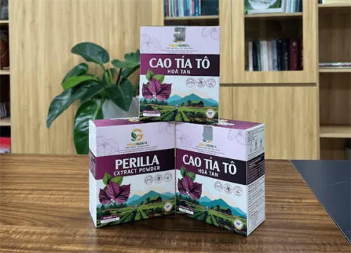 Cây tía tô có tác dụng gì? Công dụng y khoa và ứng dụng dạng cao khô